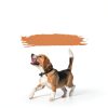 Elevate Pet Provisions Dog Food Topper Natural Ingredients-4
