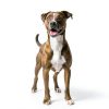 Only Natural Pet Dehydrated Dog Food High Protein Grain Free-4