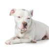 Chippin Dehydrated Dog Food Cricket Protein Sensitive-1