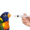Hyddeb Luer Lock Syringe with Tube Lab Pet Feeding-5